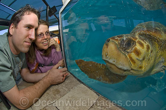 Loggerhead Sea Turtle photo Loggerhead Sea Turtle photo