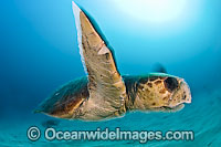 Loggerhead Sea Turtle Photo - Michael Patrick O'Neill