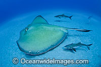 Roughtail Stingray with Cobia Photo - Michael Patrick O'Neill