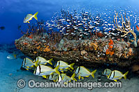 Porkfish Anisotremus virginicus Photo - Michael Patrick O'Neill