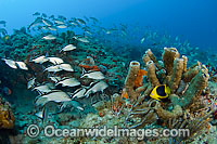 Rock Beauty Holacanthus tricolor Photo - Michael Patrick O'Neill