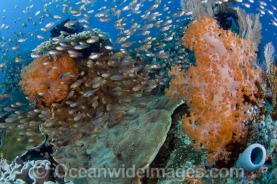 Reef Scene of fish and coral photo Reef Scene of fish and coral photo