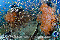 Reef Scene of fish and coral Photo - Michael Patrick O'Neill