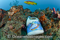 Bleach used to force lobsters out of holes Photo - Michael Patrick O'Neill