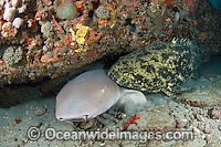 Nurse Shark Ginglymostoma cirratum Photo - Michael Patrick O'Neill