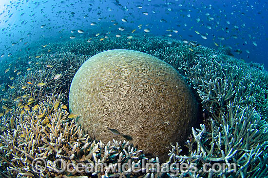 Brain Coral and Acropora Coral photo Brain Coral and Acropora Coral photo