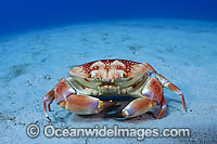 Batwing Crab Carpilius corallinus Photo - Michael Patrick O'Neill