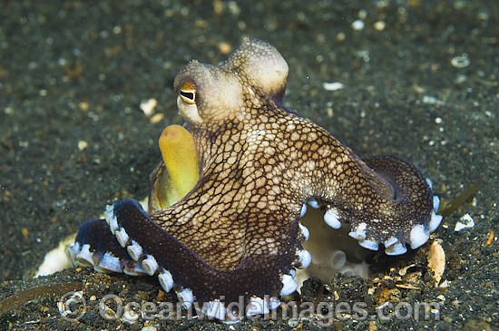Veined Octopus colour variation photo