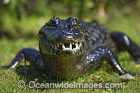 Yacare Caiman Paraguay Caiman Photo - Michael Patrick O'Neill