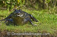 Yacare Caiman Paraguay Caiman Photo - Michael Patrick O'Neill