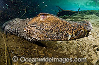 Cuvier's Dwarf Caiman Paleosuchus palpebrosus Photo - Michael Patrick O'Neill