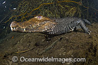 Cuvier's Dwarf Caiman Paleosuchus palpebrosus Photo - Michael Patrick O'Neill