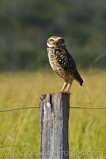 Burrowing Owl Athene cunicularia photo Burrowing Owl Athene cunicularia photo