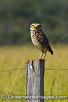 Burrowing Owl Athene cunicularia Photo - Michael Patrick O'Neill