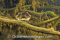 Green Anaconda underwater Photo - Michael Patrick O'Neill