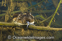 Green Anaconda underwater Photo - Michael Patrick O'Neill