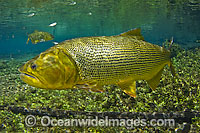 Dourado Salminus brasiliensis Photo - Michael Patrick O'Neill