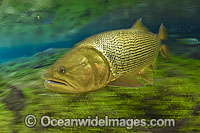 Dourado Salminus brasiliensis Photo - Michael Patrick O'Neill