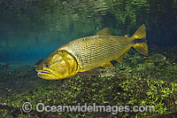 Dourado Salminus brasiliensis Photo - Michael Patrick O'Neill