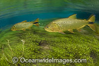 Dourado Salminus brasiliensis Photo - Michael Patrick O'Neill