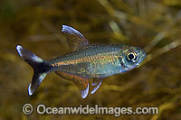 Moenkhausia Moenkhausia sp. Photo - Michael Patrick O'Neill