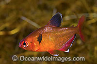 Serpae Tetra Hyphessobrycon eques Photo - Michael Patrick O'Neill