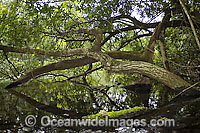 Jungle River Brazil Photo - Michael Patrick O'Neill