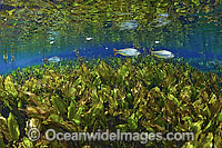 Piraputangas Brycon microlepis Photo - Michael Patrick O'Neill