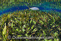 Water Plantain Photo - Michael Patrick O'Neill