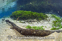 Clear River with weed and limestone Photo - Michael Patrick O'Neill