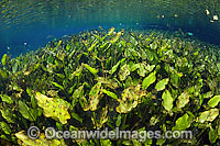 Water Plantain Echinodorus macrophyllus Photo - Michael Patrick O'Neill
