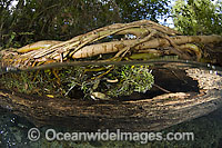 Tree branch in clear spring Brazil Photo - Michael Patrick O'Neill