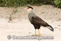Southern Caracara Caracara plancus Photo - Michael Patrick O'Neill