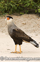 Southern Caracara Caracara plancus Photo - Michael Patrick O'Neill
