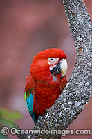 Red-and-green Macaw Ara chloropterus Photo - Michael Patrick O'Neill