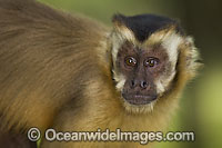Brown Capuchin Monkey Cebus apella Photo - Michael Patrick O'Neill