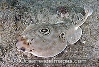 Bullseye Electric Ray Diplobatus ommata Photo - Andy Murch
