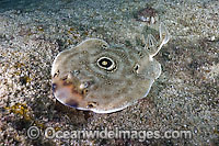 Bullseye Electric Ray Diplobatus ommata Photo - Andy Murch