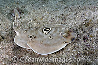 Bullseye Electric Ray Diplobatus ommata Photo - Andy Murch