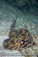 Banded Guitarfish Zapteryx exasperata Photo - Andy Murch