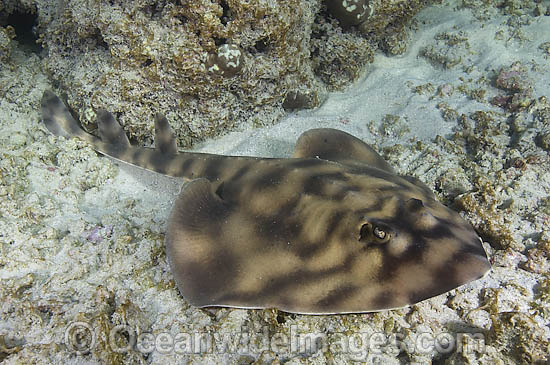 Banded Guitarfish Zapteryx exasperata photo Banded Guitarfish Zapteryx exasperata photo