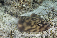 Banded Guitarfish Zapteryx exasperata Photo - Andy Murch