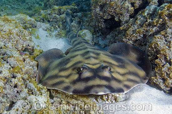 Banded Guitarfish Zapteryx exasperata photo Banded Guitarfish Zapteryx exasperata photo