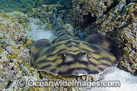 Banded Guitarfish Zapteryx exasperata Photo - Andy Murch