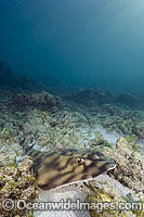 Banded Guitarfish Zapteryx exasperata Photo - Andy Murch