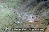 Atlantic Guitarfish Rhinobatos lentiginosus Photo - Andy Murch