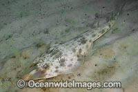 Atlantic Guitarfish Rhinobatos lentiginosus Photo - Andy Murch