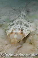 Atlantic Guitarfish Rhinobatos lentiginosus Photo - Andy Murch