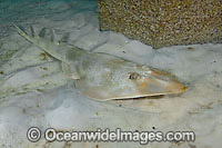 Atlantic Guitarfish Rhinobatos lentiginosus Photo - Andy Murch