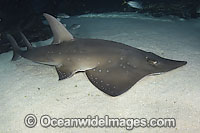 White-spotted Guitarfish Rhynchobatus djiddensis Photo - Andy Murch